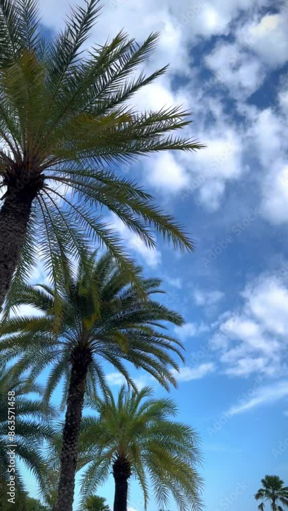 Date Palm Trees with View of Beautiful Blue Sky Date Palm Trees with View of Beautiful Blue Sky