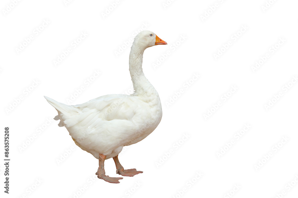Beautiful American pekin isolated on transparent background png file Beautiful American pekin isolated on transparent background png file