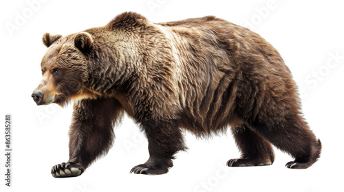 Wallpaper Mural Bear grizzly on transparent background,  Torontodigital.ca