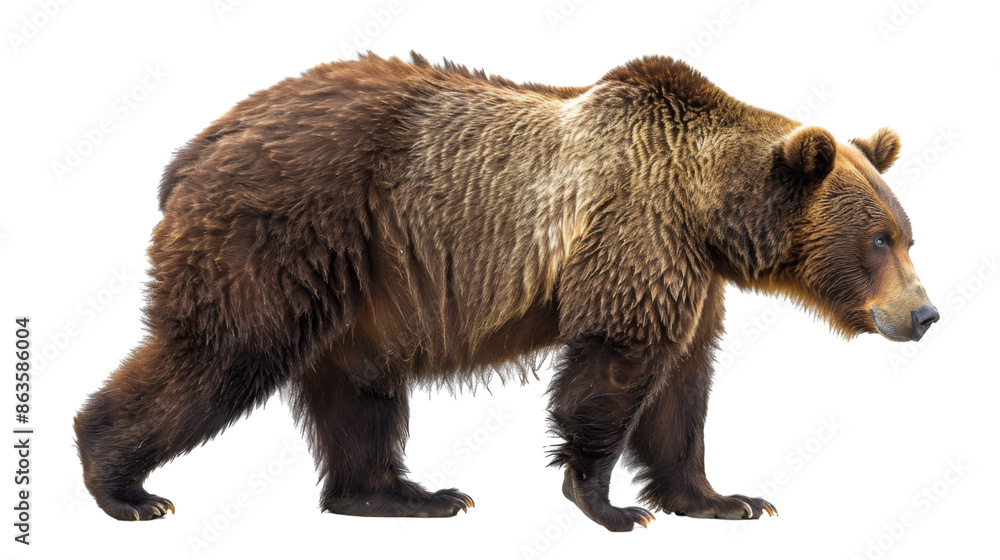 Fototapeta premium Bear grizzly on transparent background