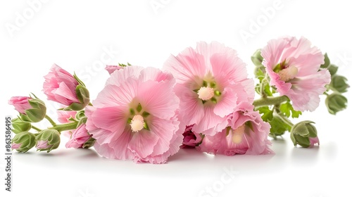 Beautiful full blooming natural pink hollyhock flowers in garden background, closeup