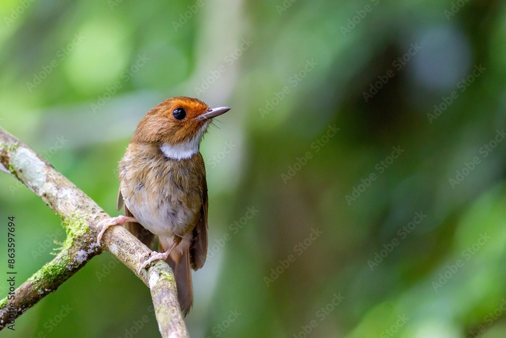 A close-up shot of a colorful Rufous-browed Flycatcher (Anthipes solitaris) in the rainforest of Fraser's Hill, Malay Peninsula, Malaysia. Blurred background. A close-up shot of a colorful Rufous-browed Flycatcher (Anthipes solitaris) in the rainforest of Fraser's Hill, Malay Peninsula, Malaysia. Blurred background.