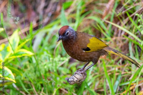 A close-up shot of a beautiful Malayan laughingthrush (Trochalopteron peninsulae) perching on a tree branch in the rainforest of Fraser's Hill, Malay Peninsula, Malaysia. Blurred background. photo