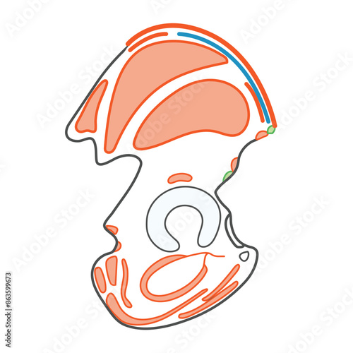 Muscle attachments of the Hip bone - lateral view illustration on white background