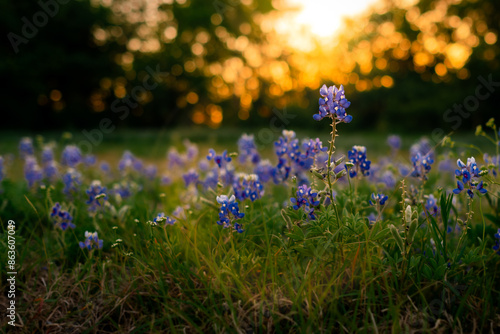 blue bonnett flowers in a green field during sunset in front of a tree line with one flower elevated above the other flowers and emphasized by a sun flare photo