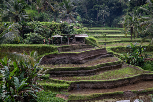 The Beautiful Rice Terraces of Tegalaleng, Bali photo