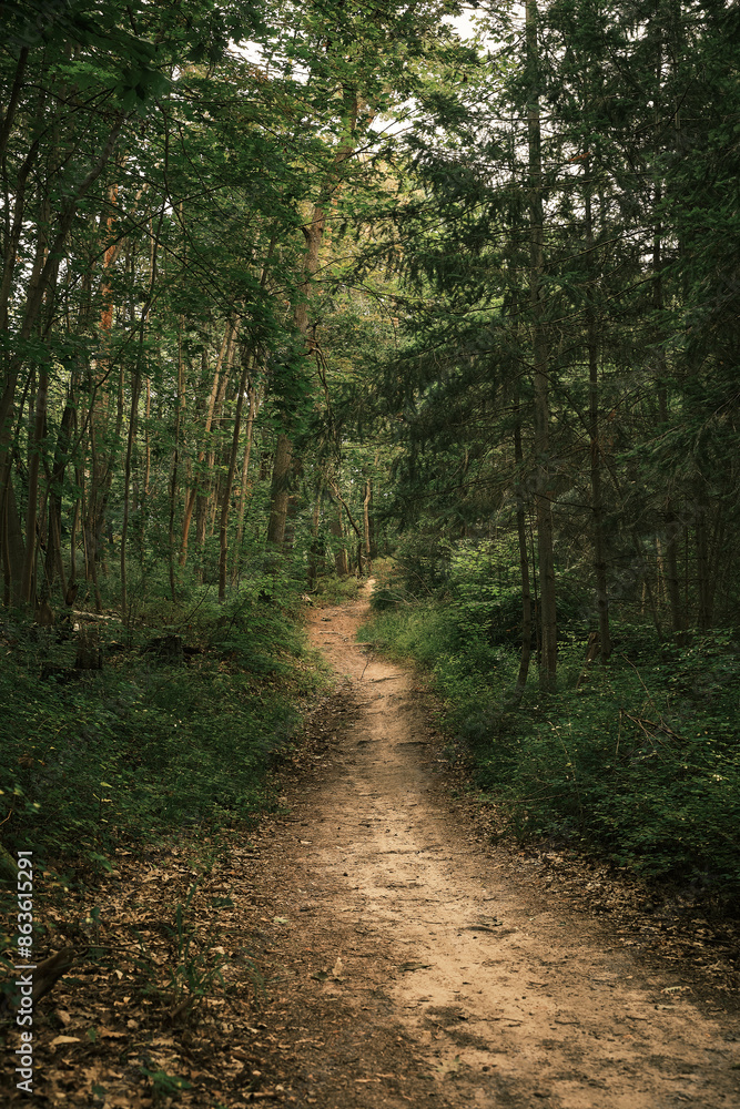 Fototapeta premium dirt path in a dense forest leading towards the center of the picture with various green fir trees lining the path