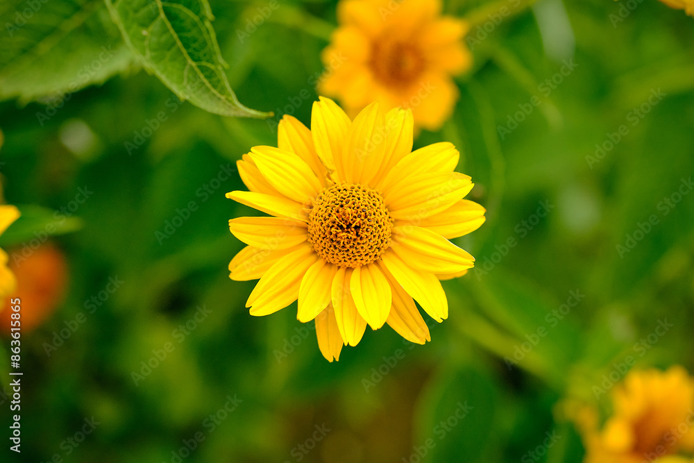 top down view of a open heliopsis oxeye flower isolated infront of a green background from the surrounding vegetation top down view of a open heliopsis oxeye flower isolated infront of a green background from the surrounding vegetation