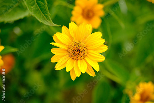 top down view of a open heliopsis oxeye flower isolated infront of a green background from the surrounding vegetation