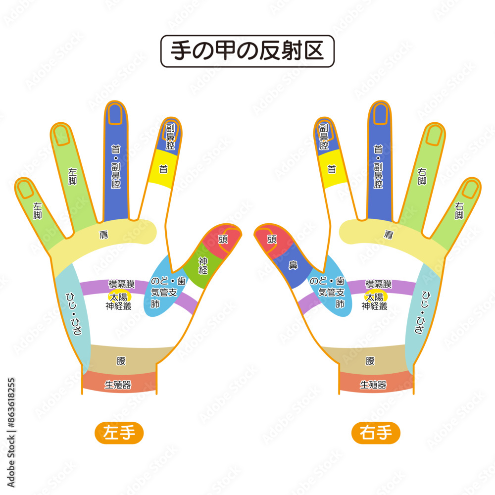 手の甲の反射区・手のつぼ 図解イラスト Stock Vector | Adobe Stock