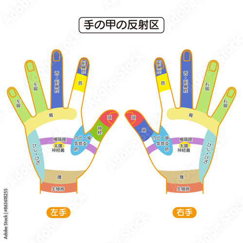 手の甲の反射区・手のつぼ　図解イラスト