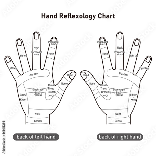 手の甲の反射区・手のつぼ　図解イラスト（モノクロ）