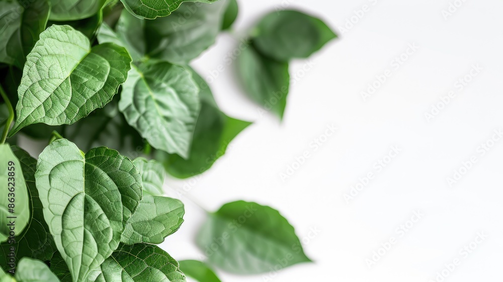 Green leaves close up on white background with empty space Green leaves close up on white background with empty space