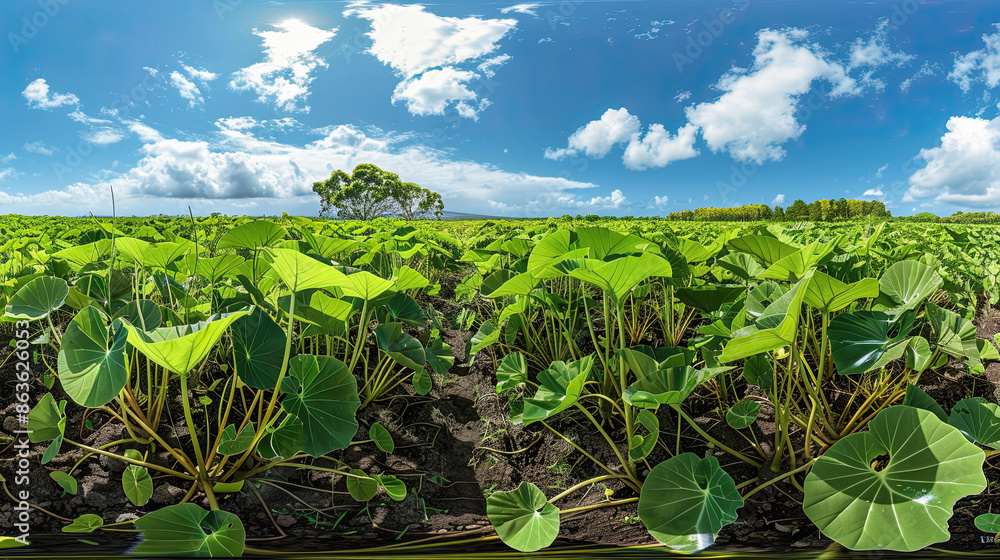 Obraz premium green field and blue sky