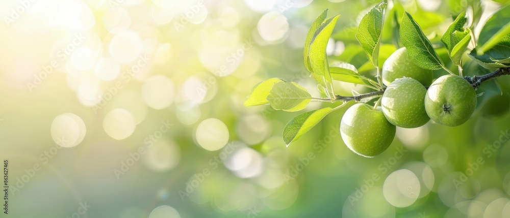 Fototapeta premium Tranquil Harvest Scene with Diagonally Positioned Branch of Green Trees