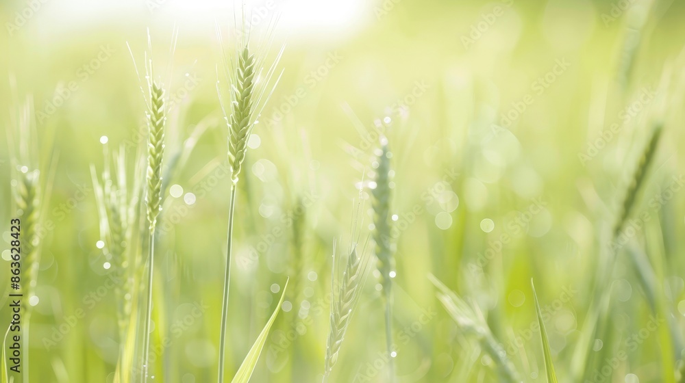 Close-Up Vibrant Wheat Field During Daylight Close-Up Vibrant Wheat Field During Daylight