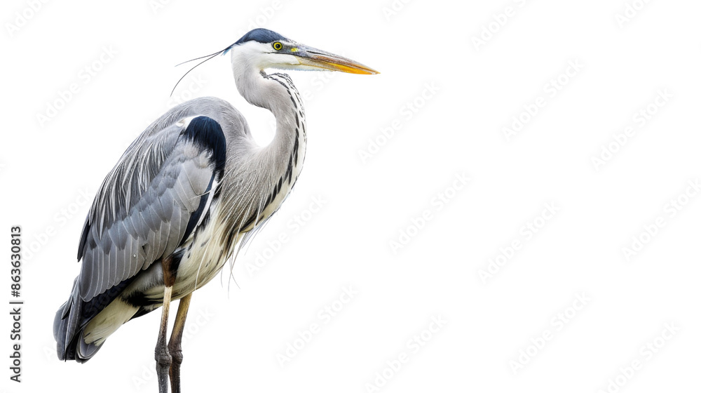 Heron bird on transparent background Heron bird on transparent background