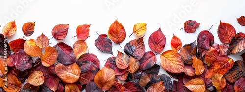 A collection of red, orange, and yellow leaves against a clean white background; a white wall serves as the backdrop photo