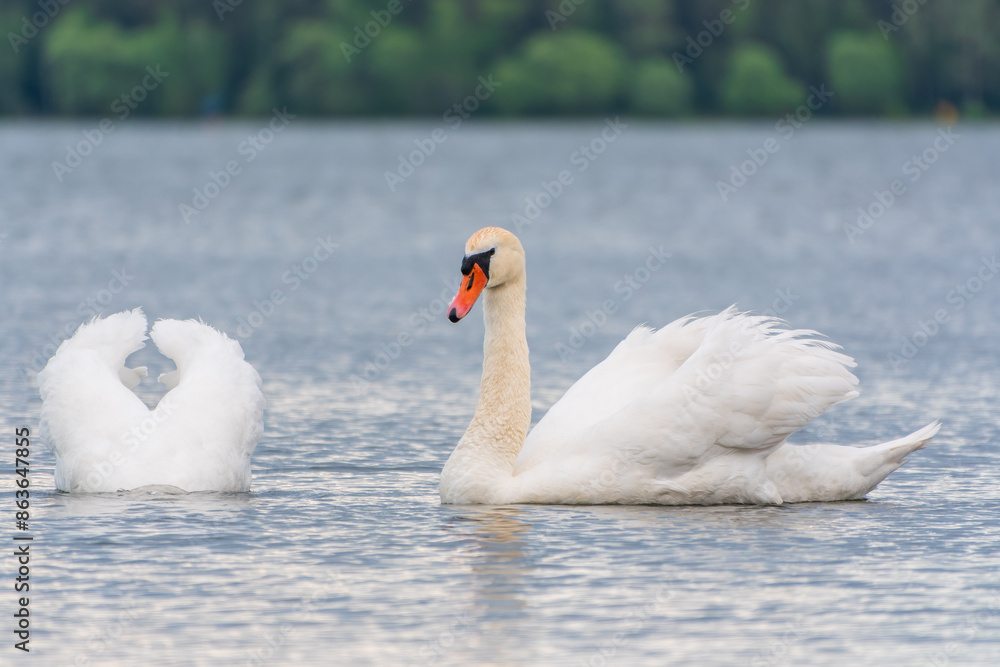 Fototapeta premium Mating games of a pair of white swans. Swans swimming on the water in nature. Valentine's Day background