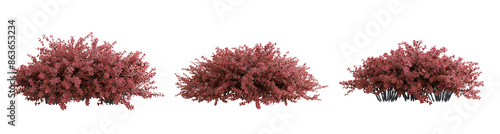 Foto Berberis thunbergii bush isolate transparent background