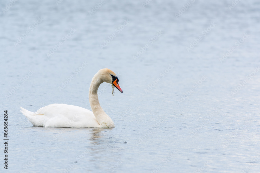 Graceful white Swan swimming in the lake, swans in the wild. Portrait of a white swan swimming on a lake. Graceful white Swan swimming in the lake, swans in the wild. Portrait of a white swan swimming on a lake.