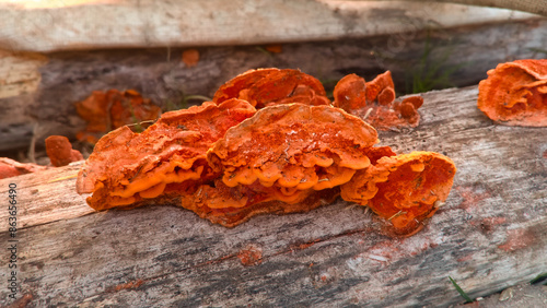 orange wood mold growing on dead logs photo