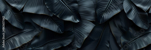 Black banana leaves texture, abstract nature background, dark blackground banner design.



