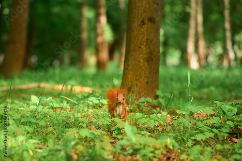 Close-up of squirrel eating. Small paws clutch food. Focused and furry.