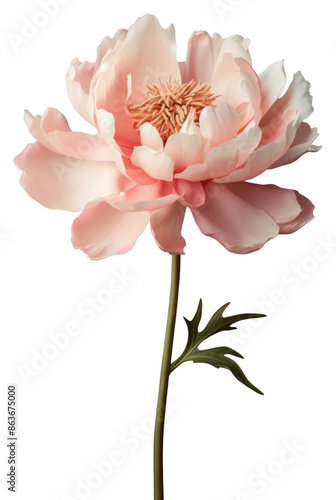 PNG Peony flower blossom petal plant. photo