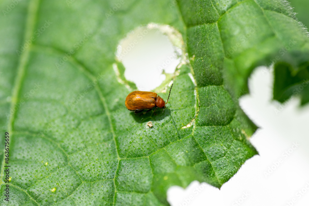 Cucurbit leaf beetle (Aulacophora femoralis) on cucumber leaf
