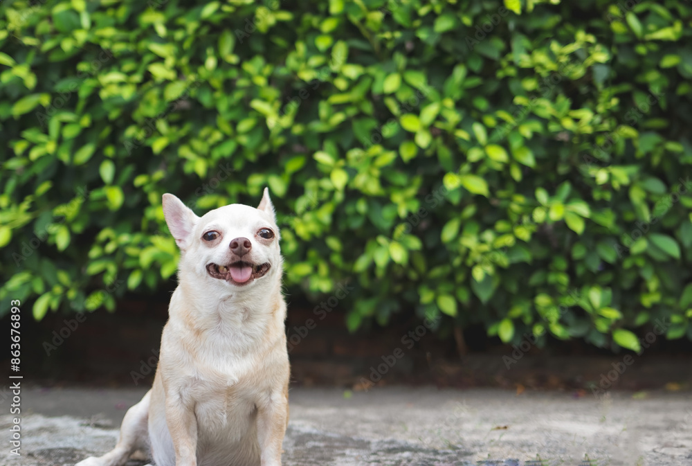 Obraz premium happy and healthy short hair Chihuahua dog sitting on cement floor in the garden with green leaves background, smiling and looking at camera.