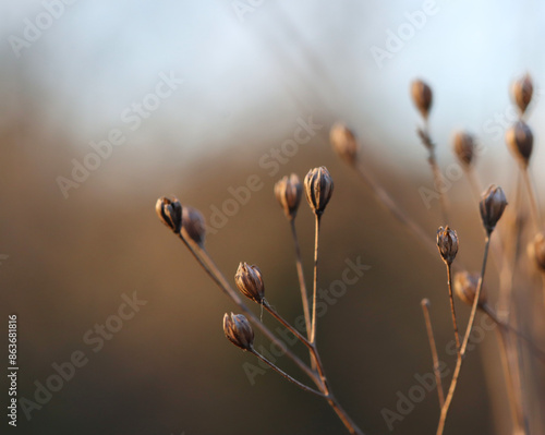 seed head, seed in the morning, dried flowers, brown seeds, brown background, lapsana communis photo