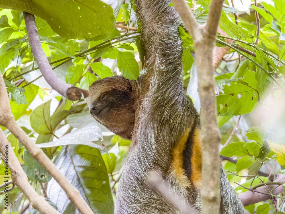 Fototapeta premium 3-toed or Brown-throated Sloth in Costa Rica