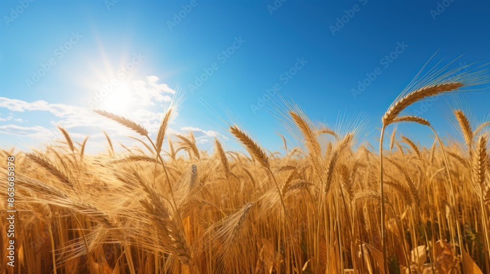 Fototapeta premium Golden Wheat Field Under the Warm Summer Sun