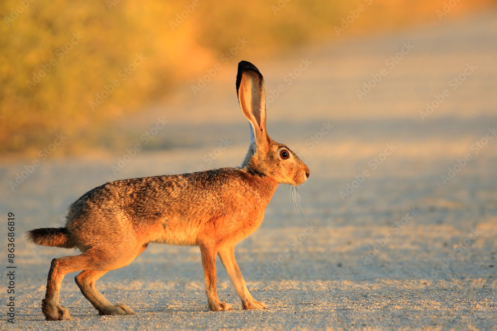 Fototapeta premium Long-Eared Hare