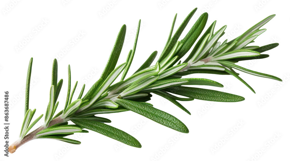 Fototapeta premium PNG Rosemary plant herbs leaf.