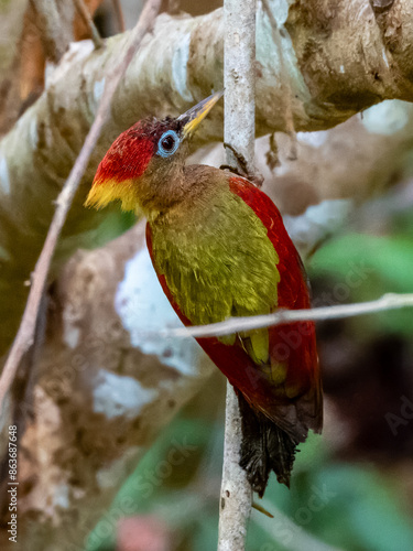 Crimson-winged Woodpecker in Costa Rica photo