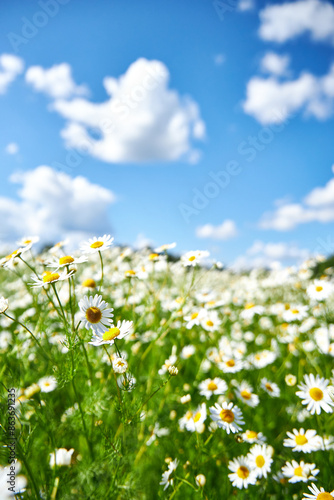 beautiful background on a daisy field against a blue sky