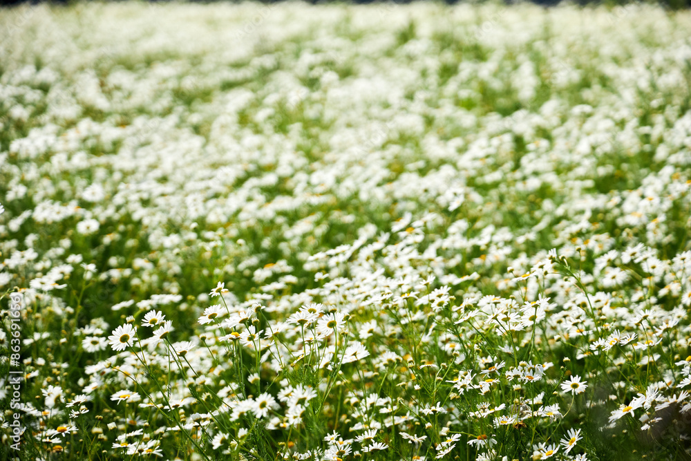 beautiful background on a daisy field against a blue sky beautiful background on a daisy field against a blue sky