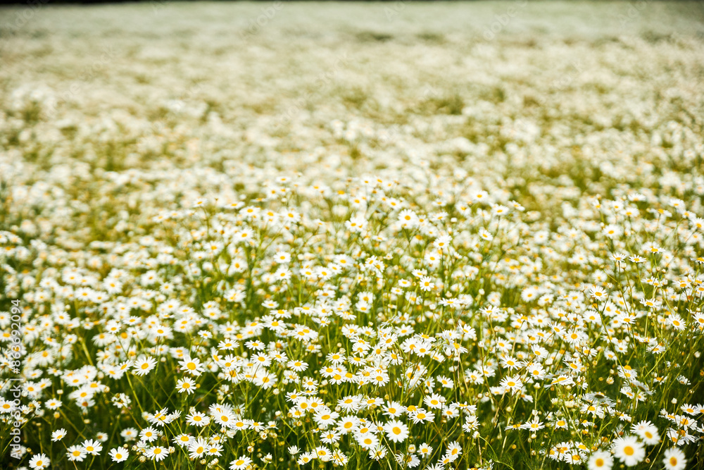 beautiful background on a daisy field against a blue sky
