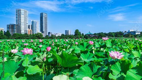 Obraz na płótnie 夏の上野恩賜公園　不忍池に咲く蓮の花とビル群【東京都・台東区】　
Ueno Park in summer