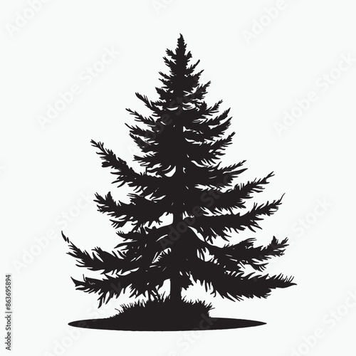 black silhouette of a alpine balsam tree in white background