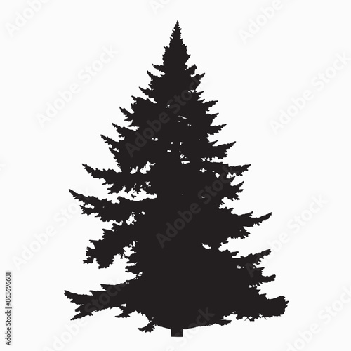 black silhouette of a alpine balsam tree in white background
