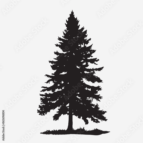 black silhouette of a alpine balsam tree in white background