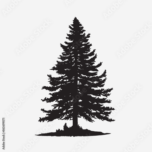 black silhouette of a alpine balsam tree in white background