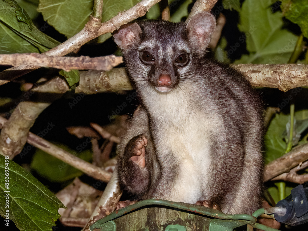 Cacomistle, Bassariscus sumichrasti, mammal in Costa Rica Cacomistle, Bassariscus sumichrasti, mammal in Costa Rica