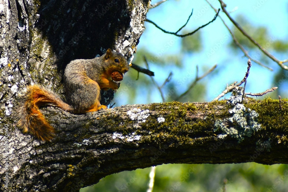 Cute squirrel with nut on the tree. Autumn nature with squirrel. Cute squirrel with nut on the tree. Autumn nature with squirrel.