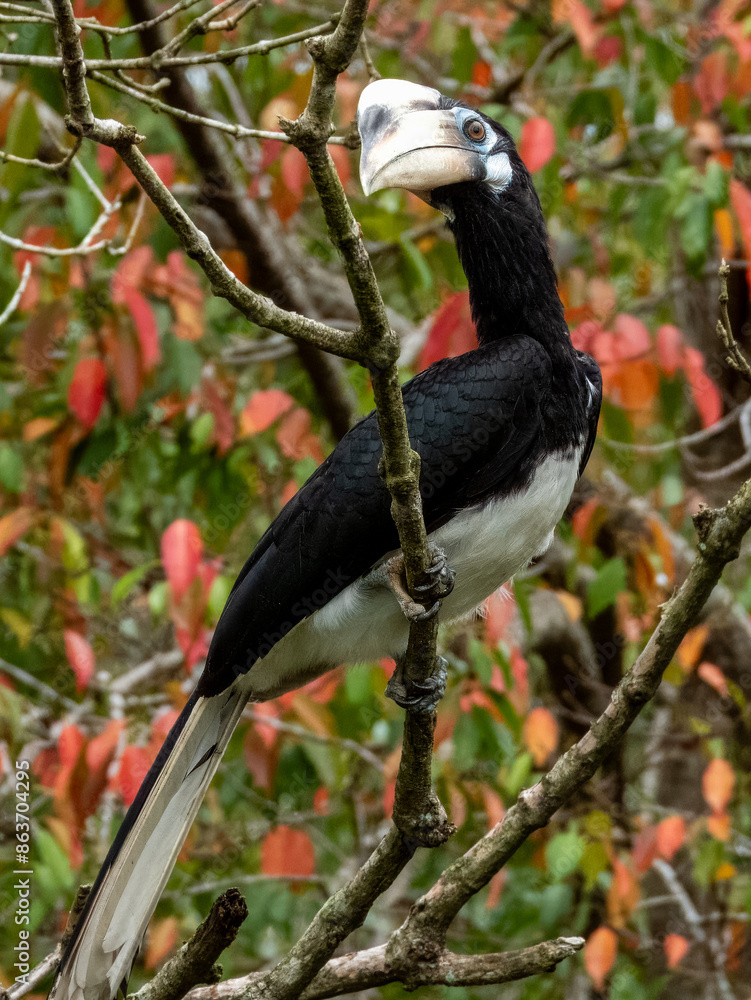 Obraz premium Oriental Pied Hornbill in Borneo, Malaysia