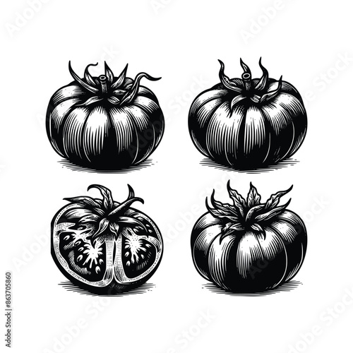 set of tomato illustration. hand drawn vintage  tomato black and white vector illustration  isolated white background