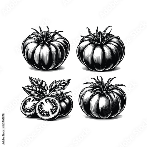set of tomato illustration. hand drawn vintage  tomato black and white vector illustration  isolated white background